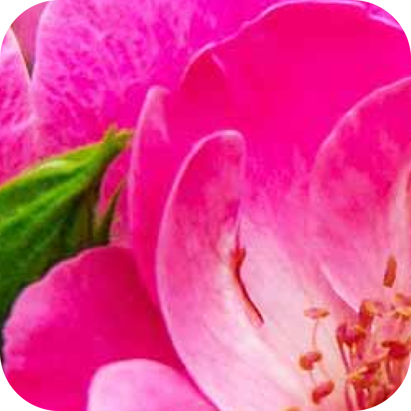 Rose Oil